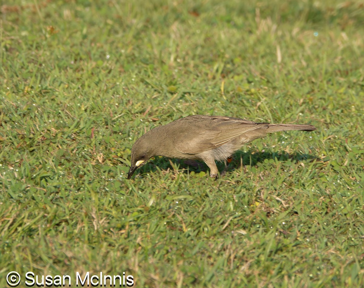 White-gaped Honeyeater - ML642860509