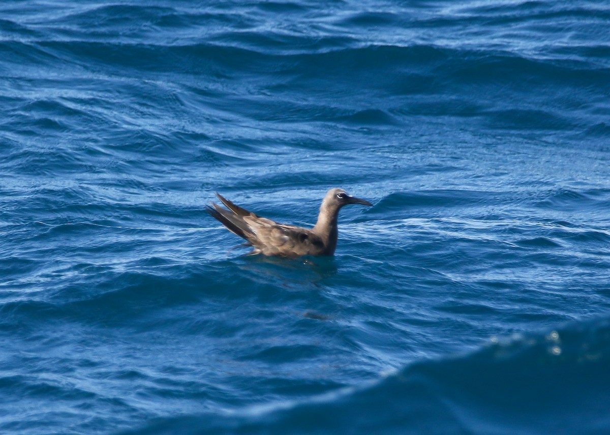 Brown Noddy - ML642860518