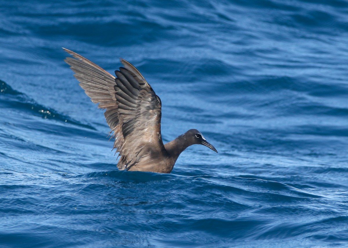 Brown Noddy - ML642860519