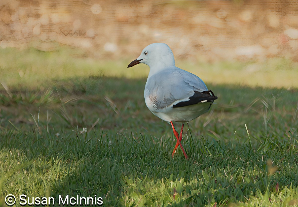 Silver Gull (Silver) - ML642860524