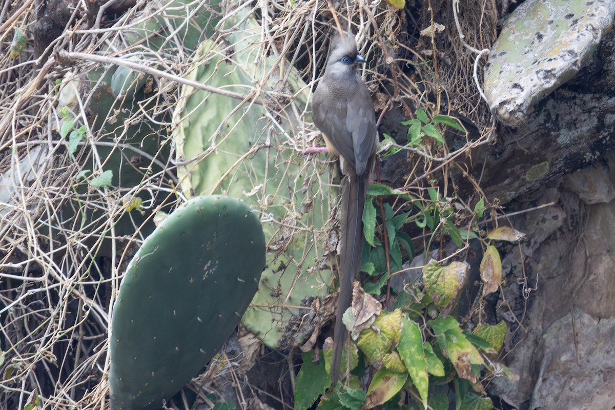 Speckled Mousebird - ML642860525