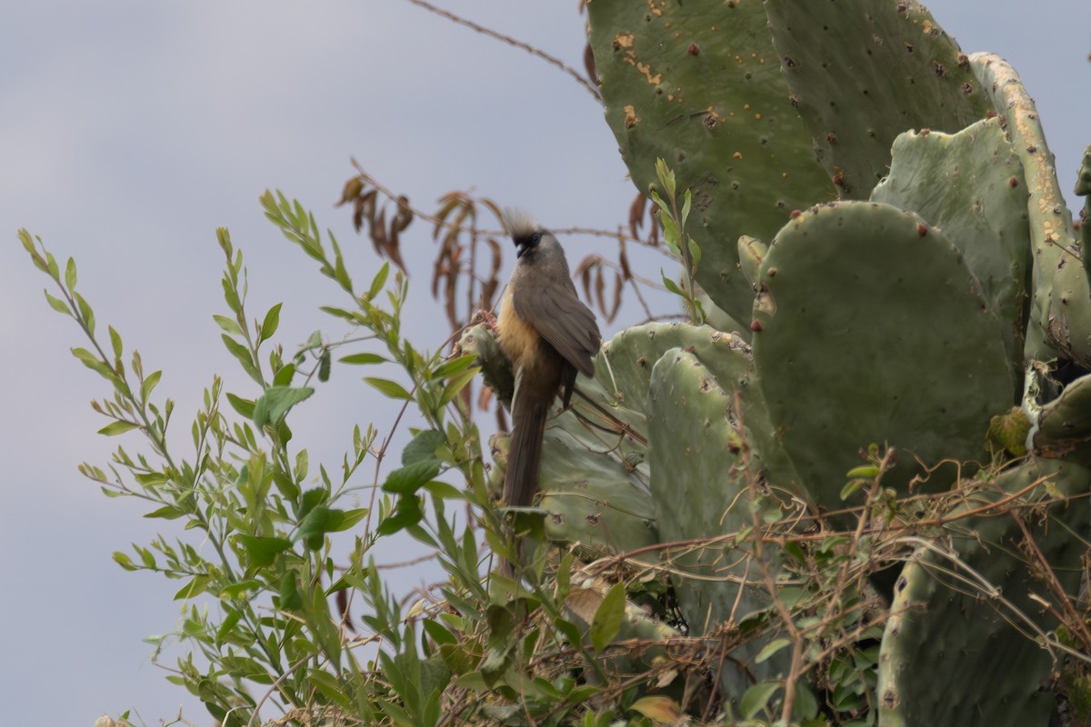 Speckled Mousebird - ML642860526