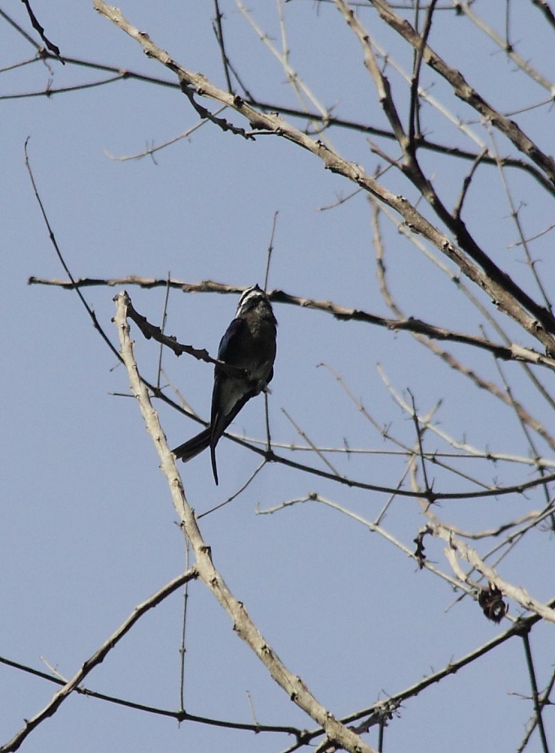 Whiskered Treeswift - ML642860532