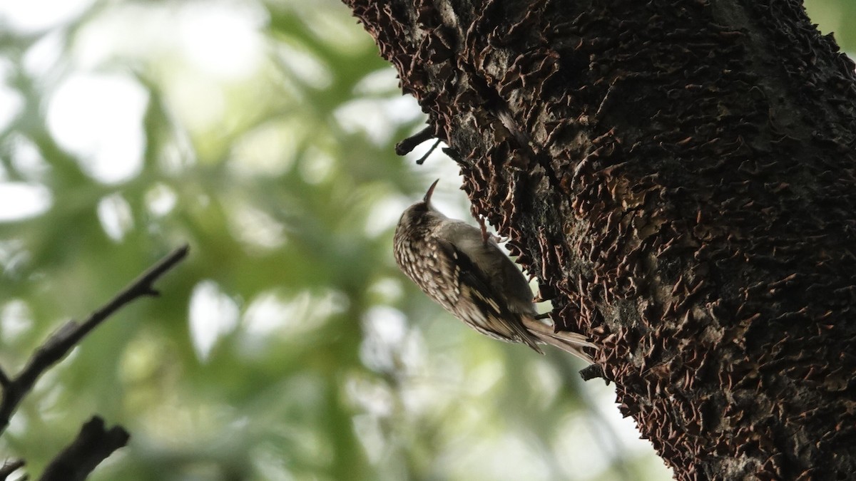 Brown Creeper - ML642860544