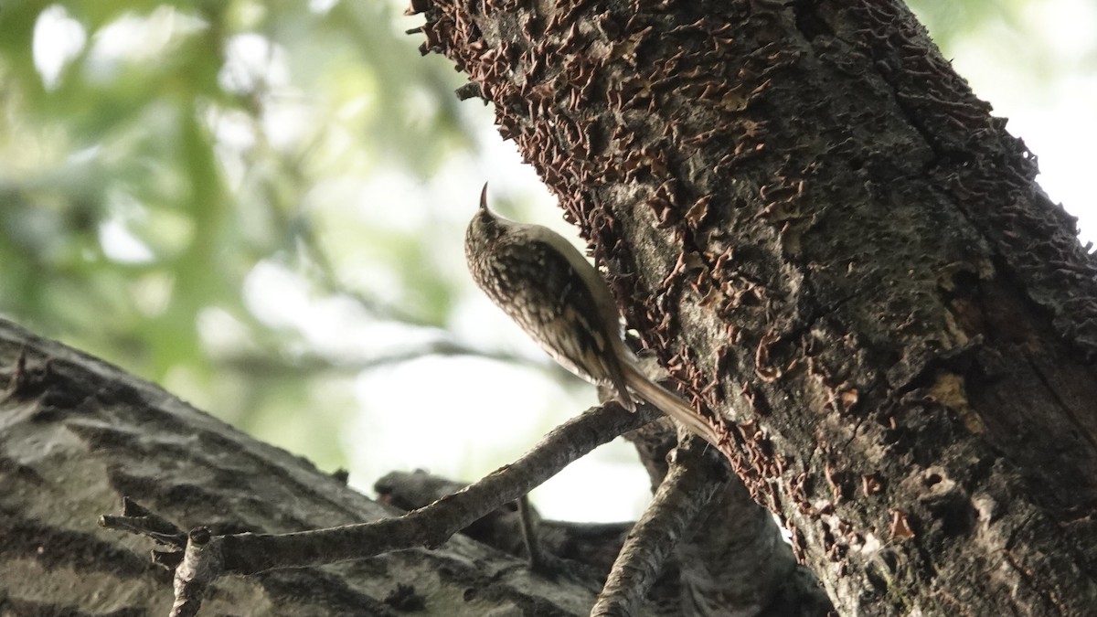 Brown Creeper - ML642860545