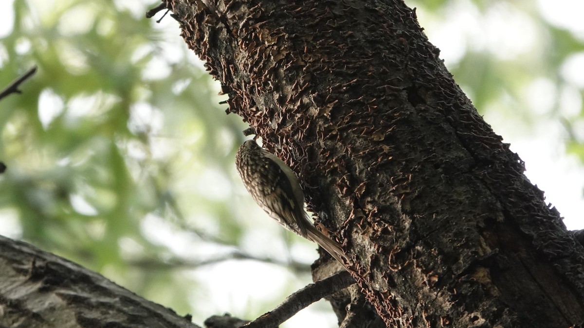Brown Creeper - ML642860546