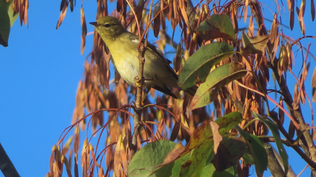 Blackpoll Warbler - ML642860555