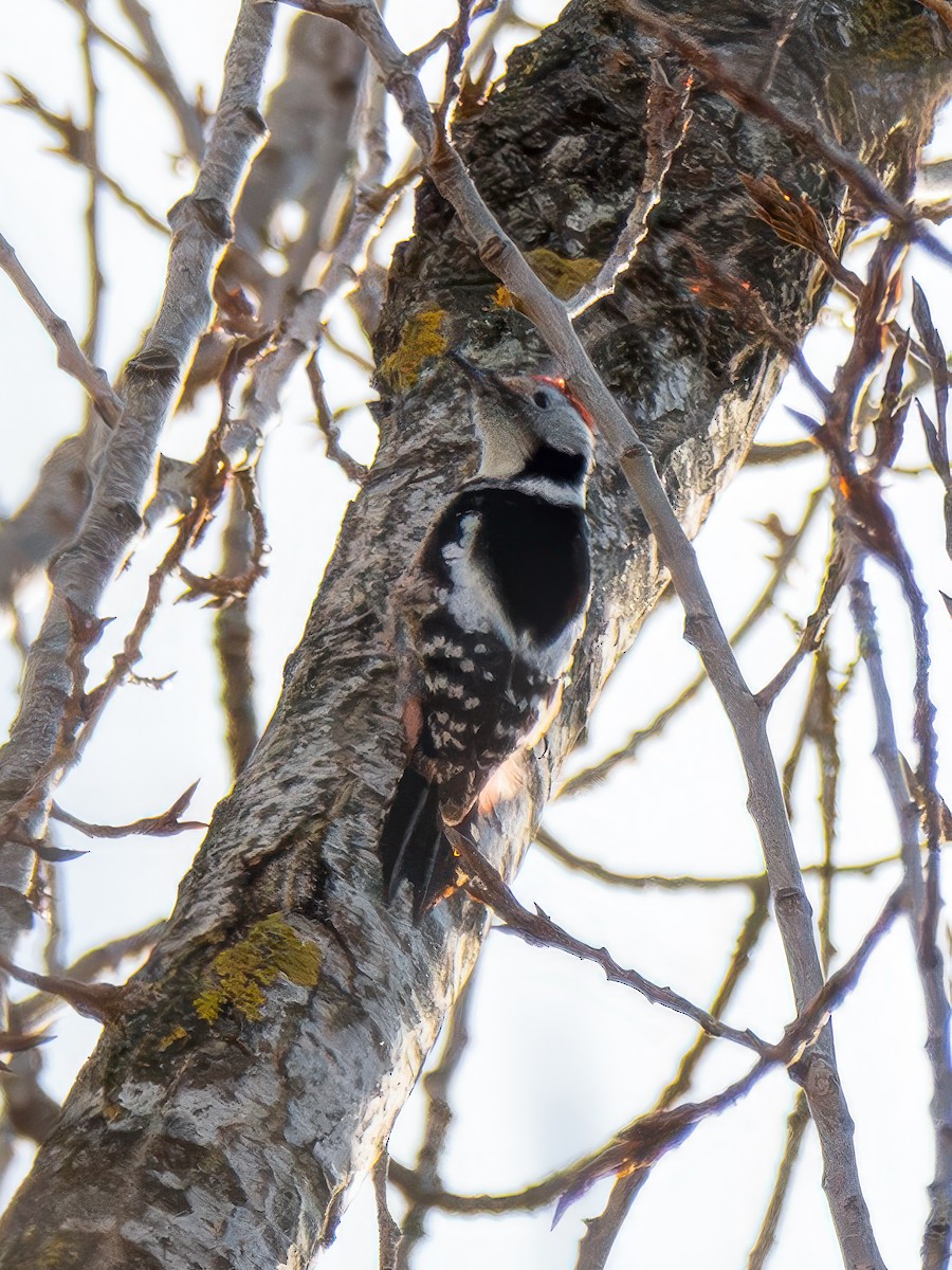 Middle Spotted Woodpecker - ML642860556