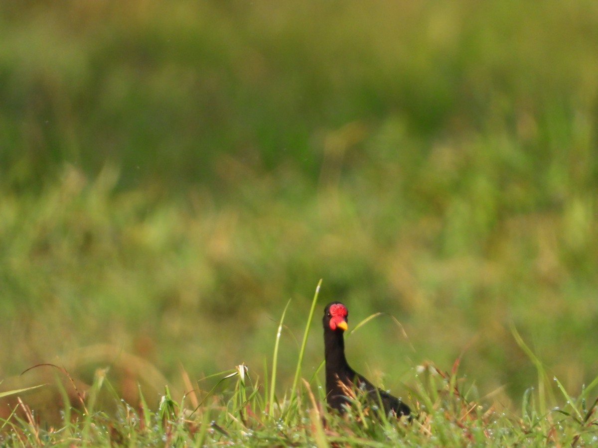 Wattled Jacana - ML642860559