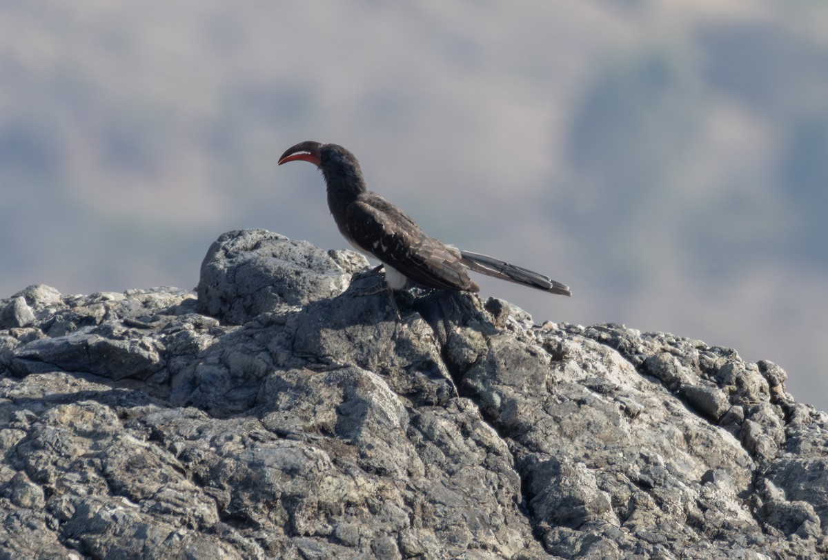 Hemprich's Hornbill - ML642860560