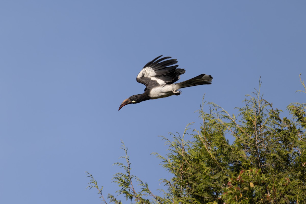 Hemprich's Hornbill - ML642860562