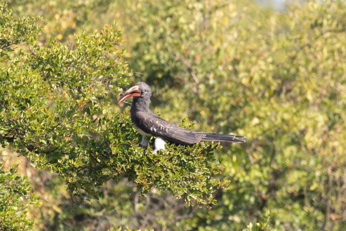Hemprich's Hornbill - ML642860563