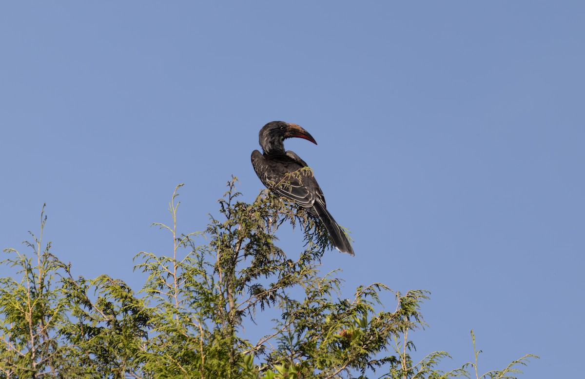 Hemprich's Hornbill - ML642860564