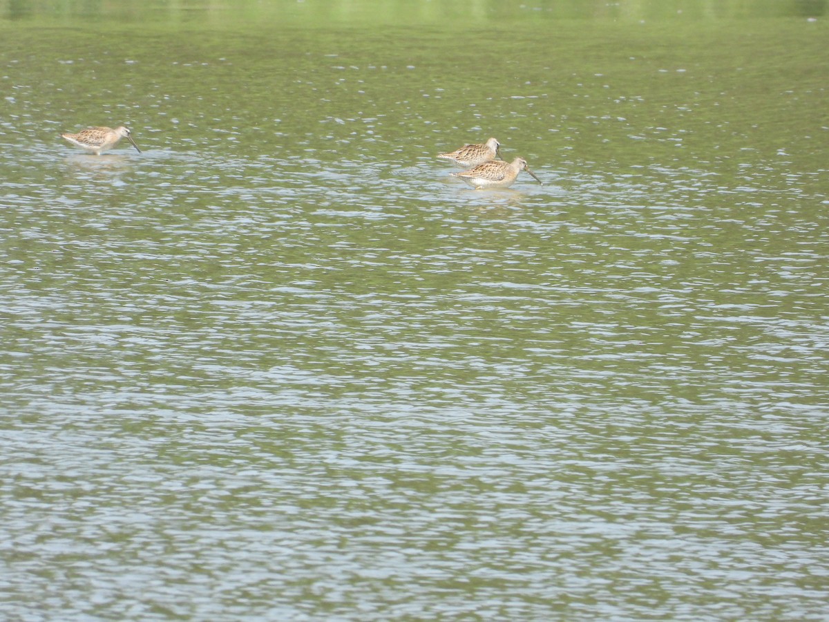 Short-billed Dowitcher - ML642860568