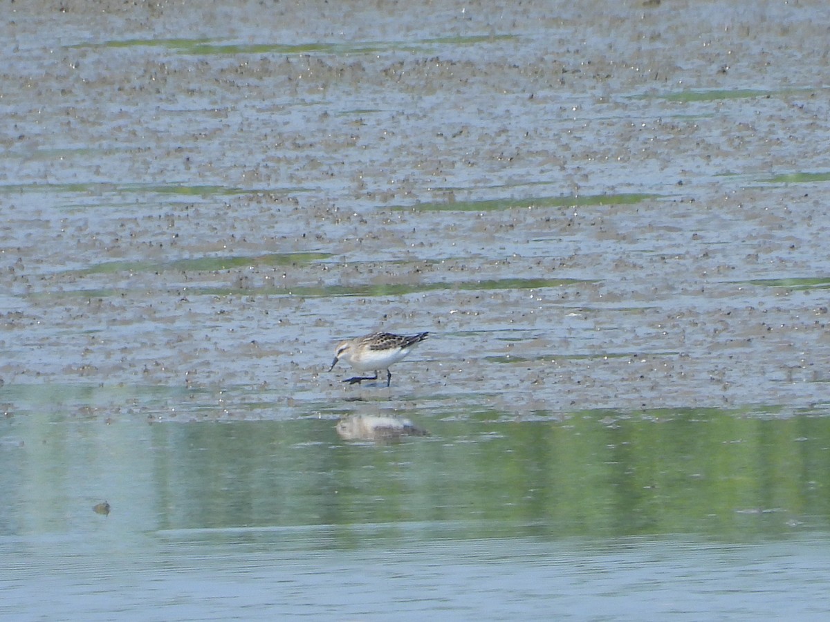 Bécasseau d'Alaska - ML642860571