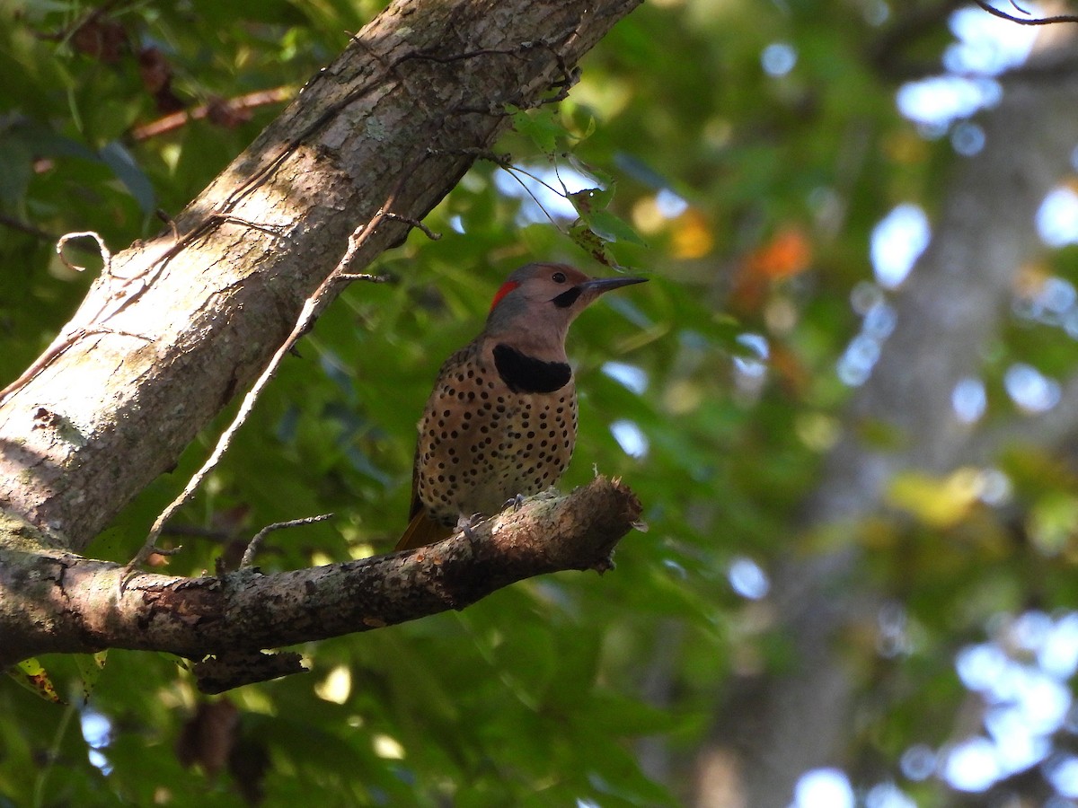 Northern Flicker - ML642860579