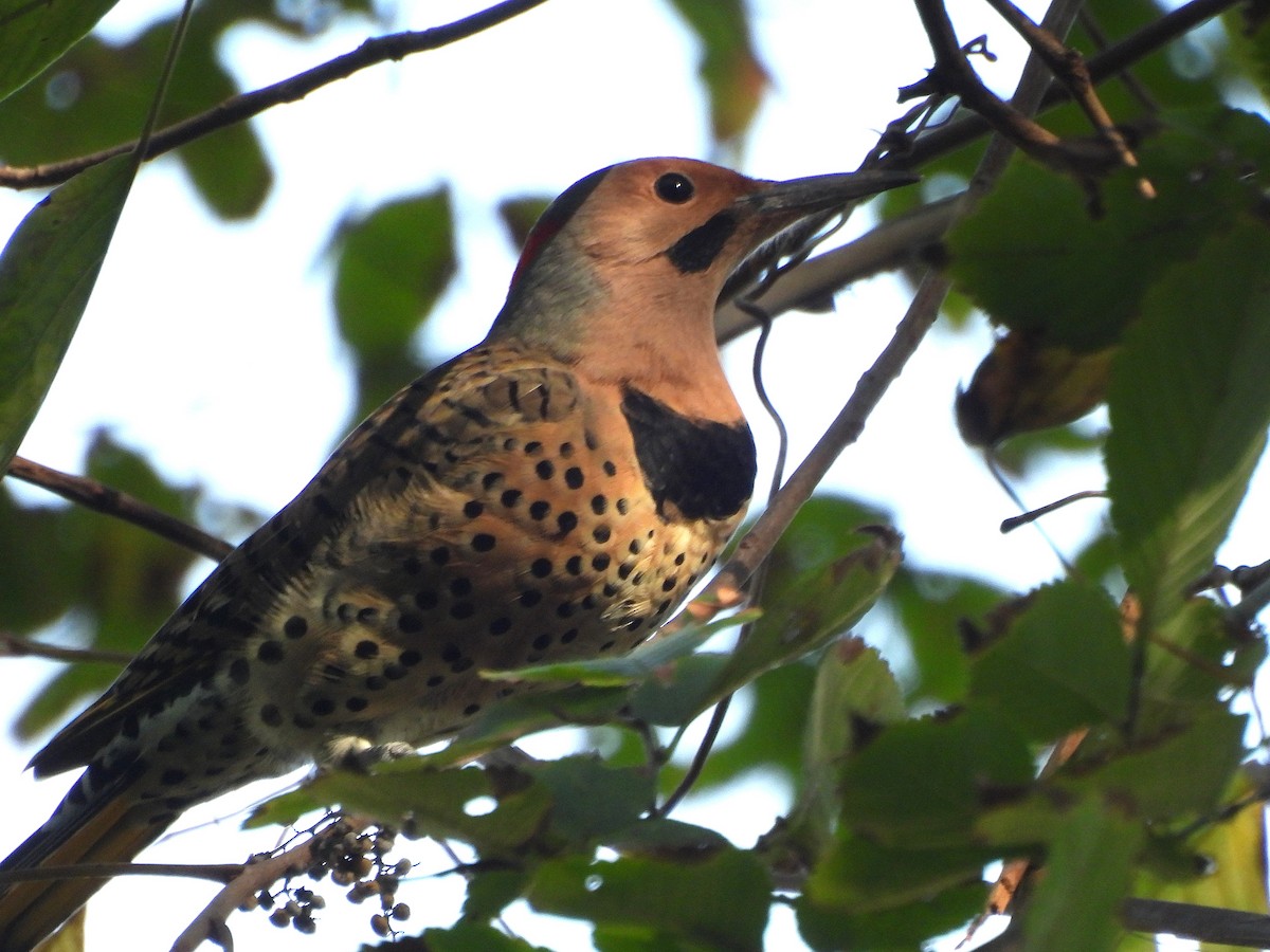 Northern Flicker - ML642860581