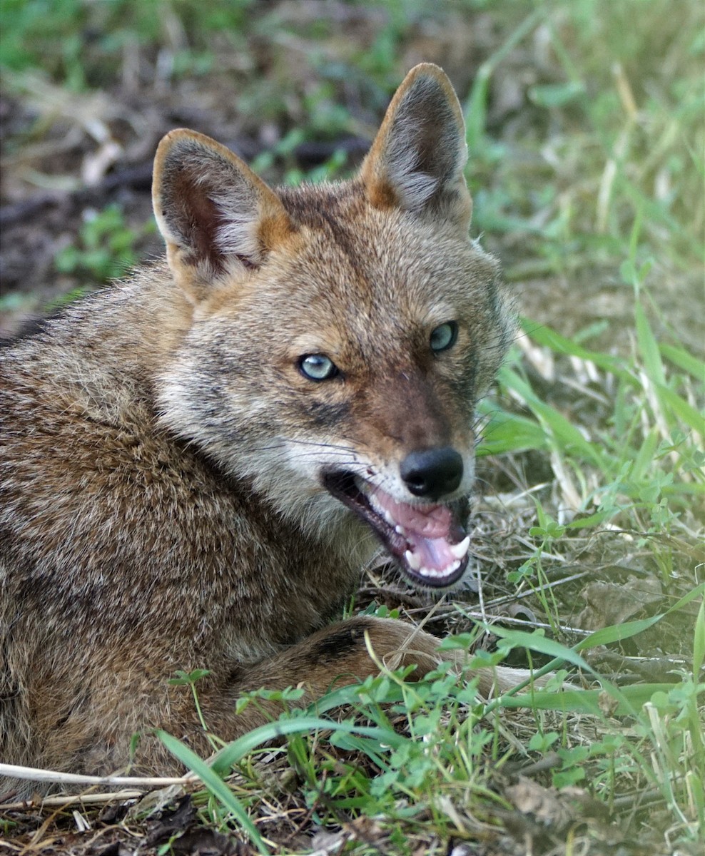 Golden Jackal - ML642860590