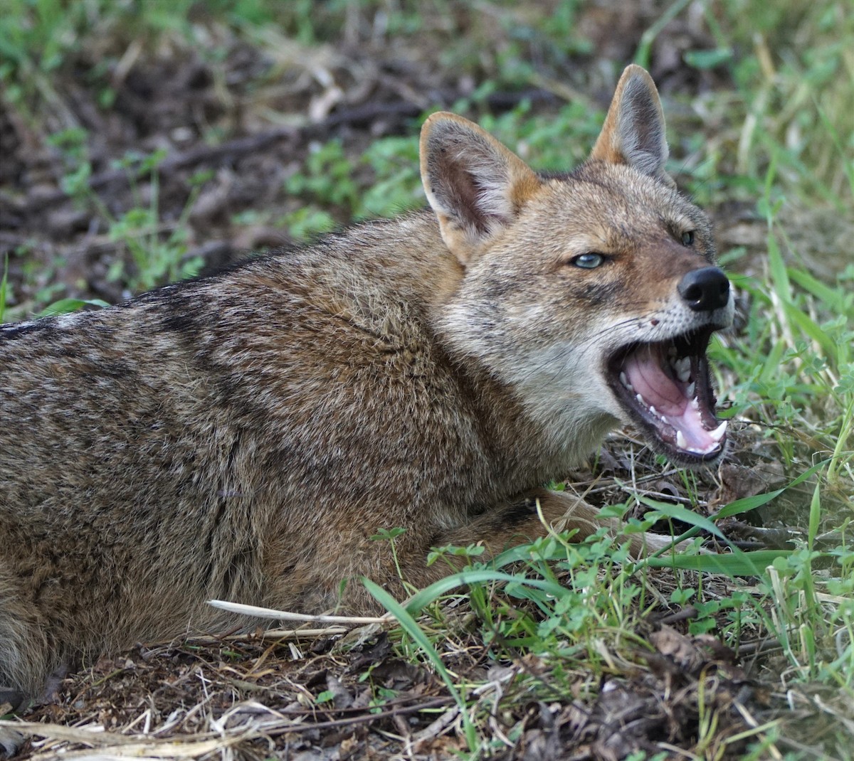Golden Jackal - ML642860593