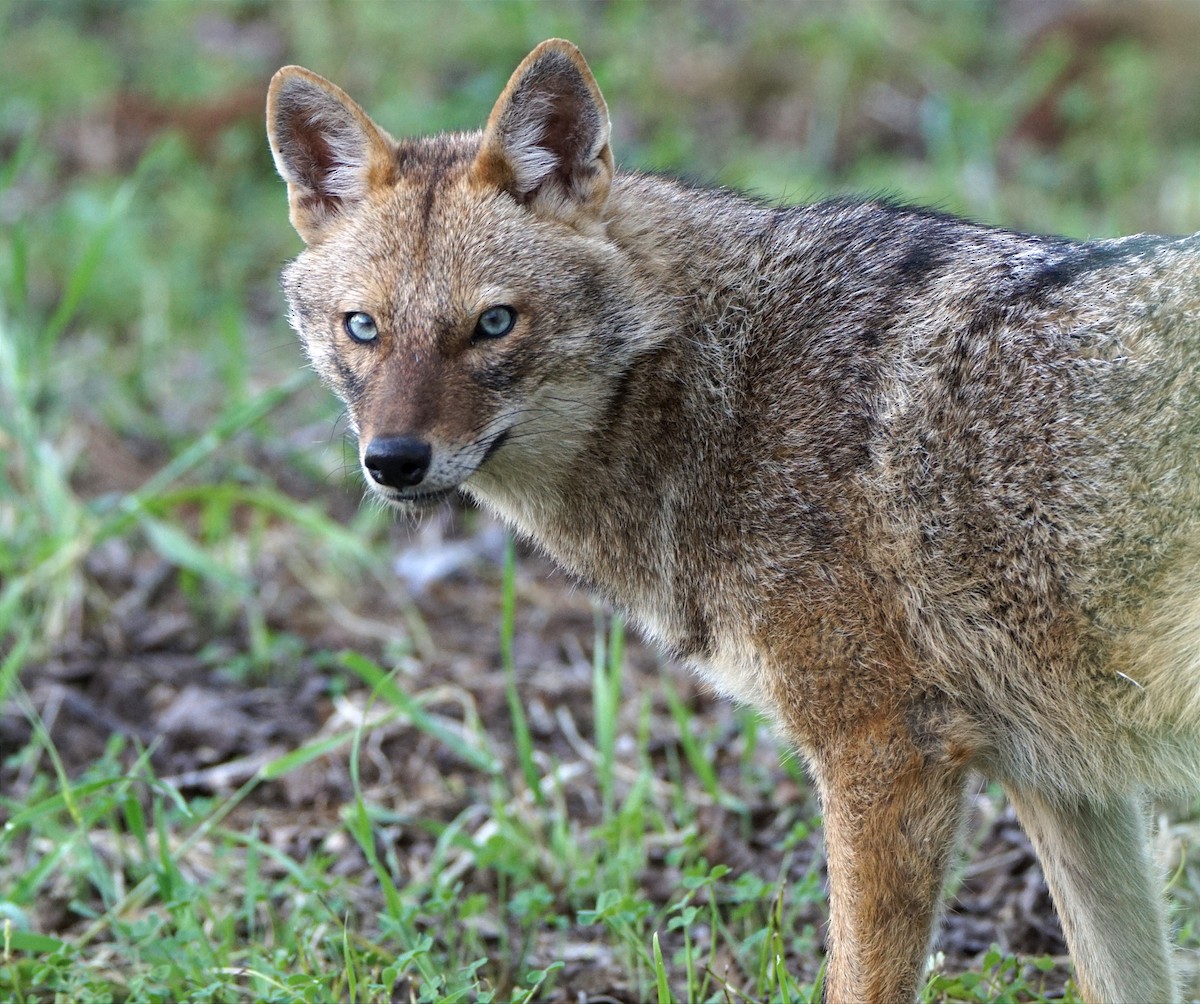 Golden Jackal - ML642860595