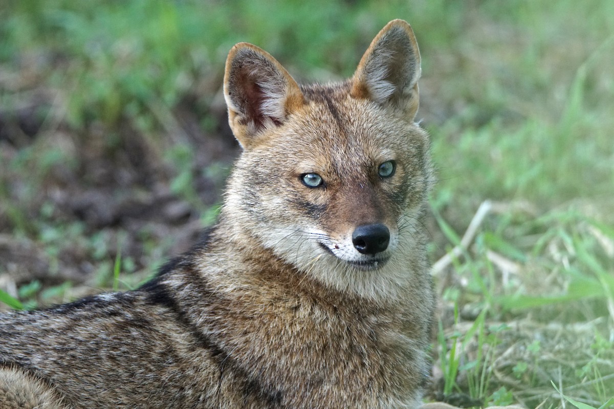 Golden Jackal - ML642860596
