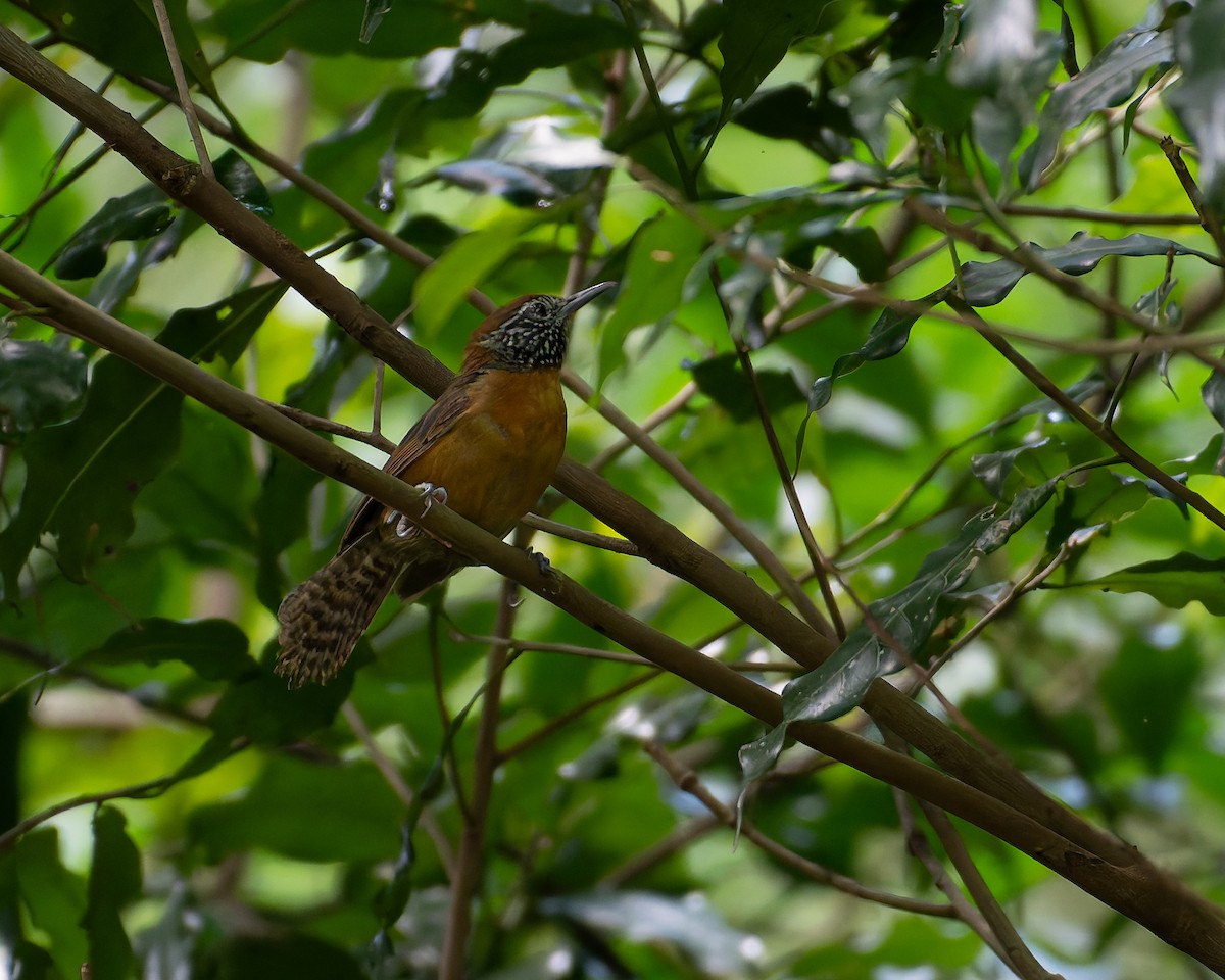 Rufous-breasted Wren - ML642860606