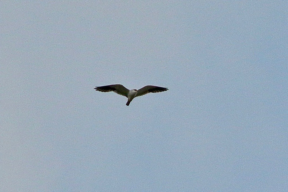 Black-winged Kite - ML642860607