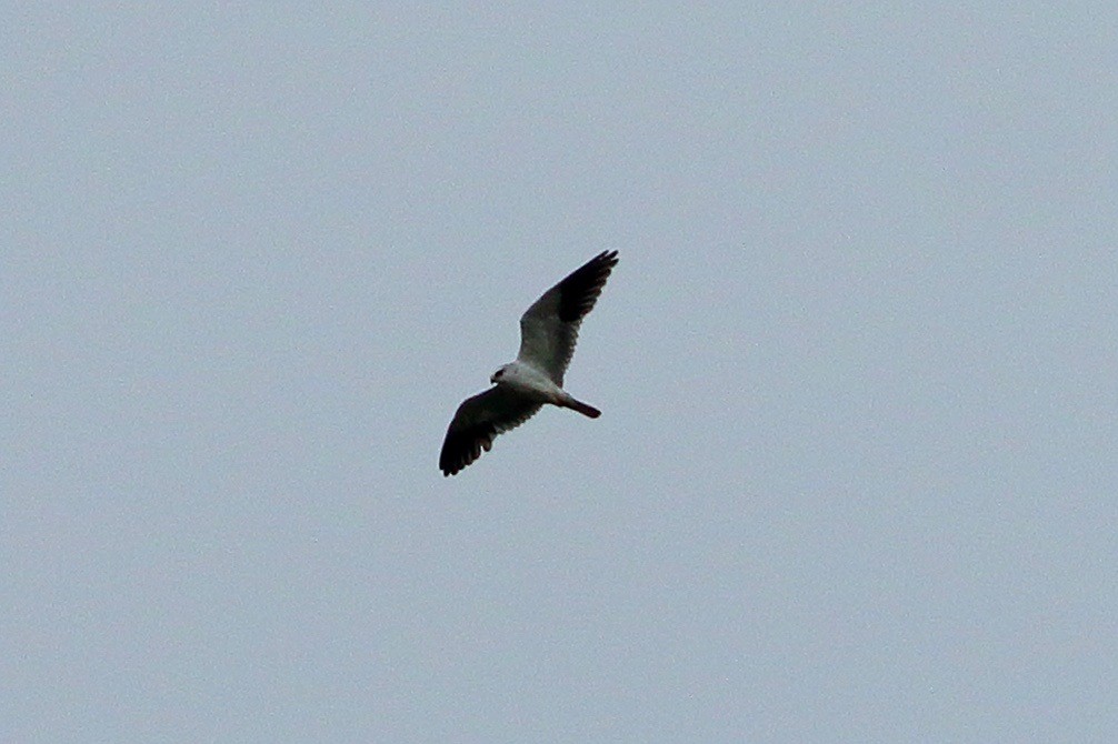 Black-winged Kite - ML642860608