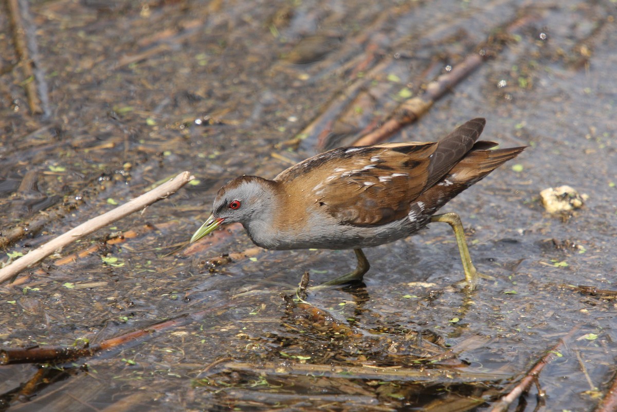 Little Crake - Christoph Moning