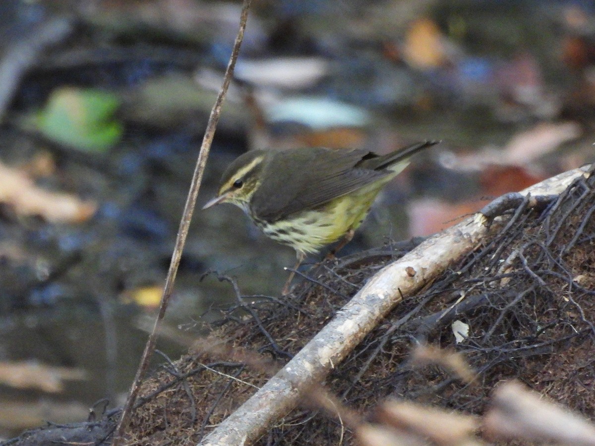 Northern Waterthrush - ML642860610