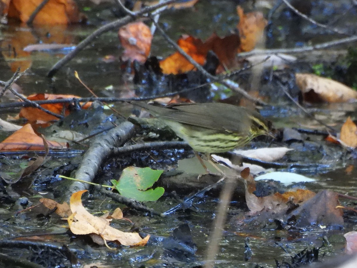 Northern Waterthrush - ML642860614