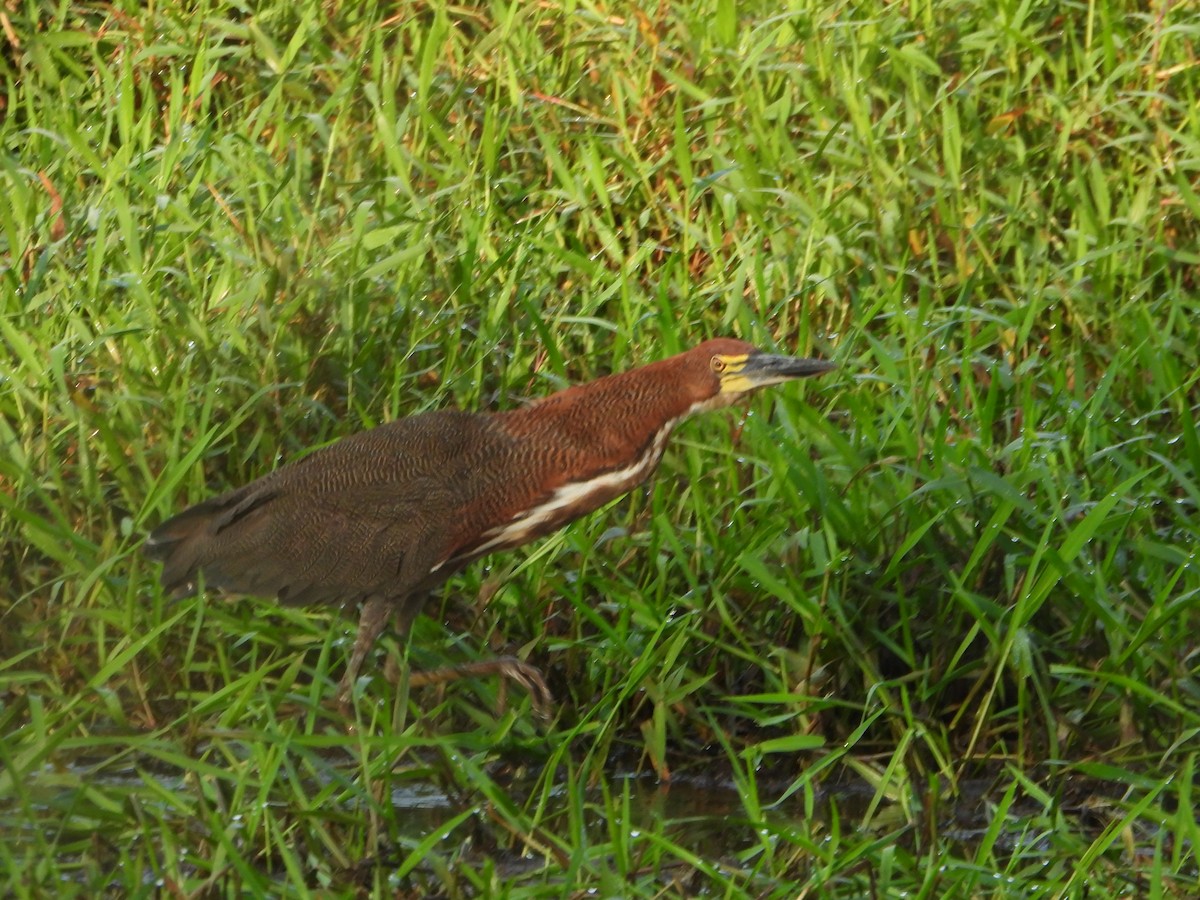 Rufescent Tiger-Heron - ML642860615