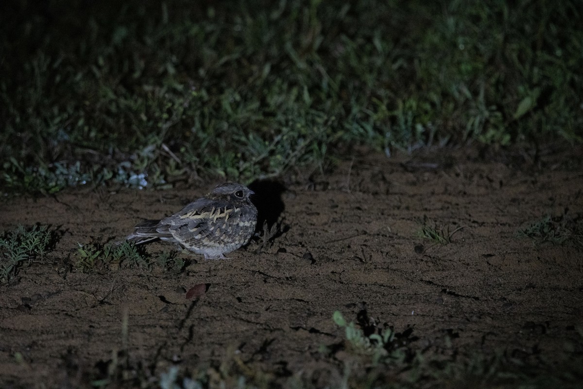 Indian Nightjar - ML642860617