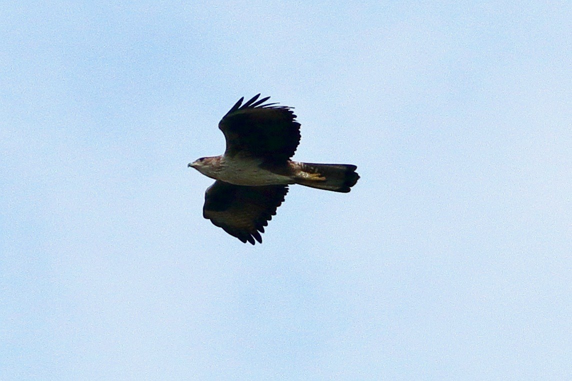 Bonelli's Eagle - ML642860620