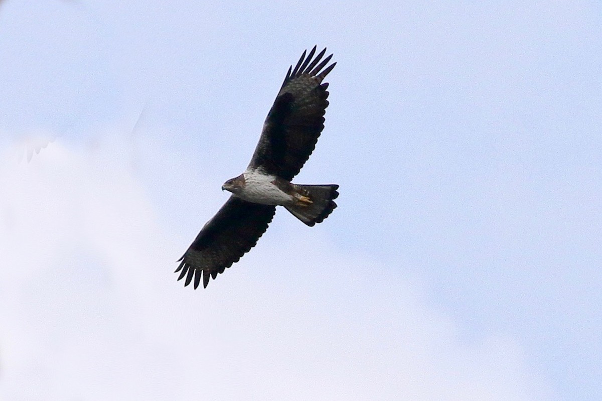 Bonelli's Eagle - ML642860621