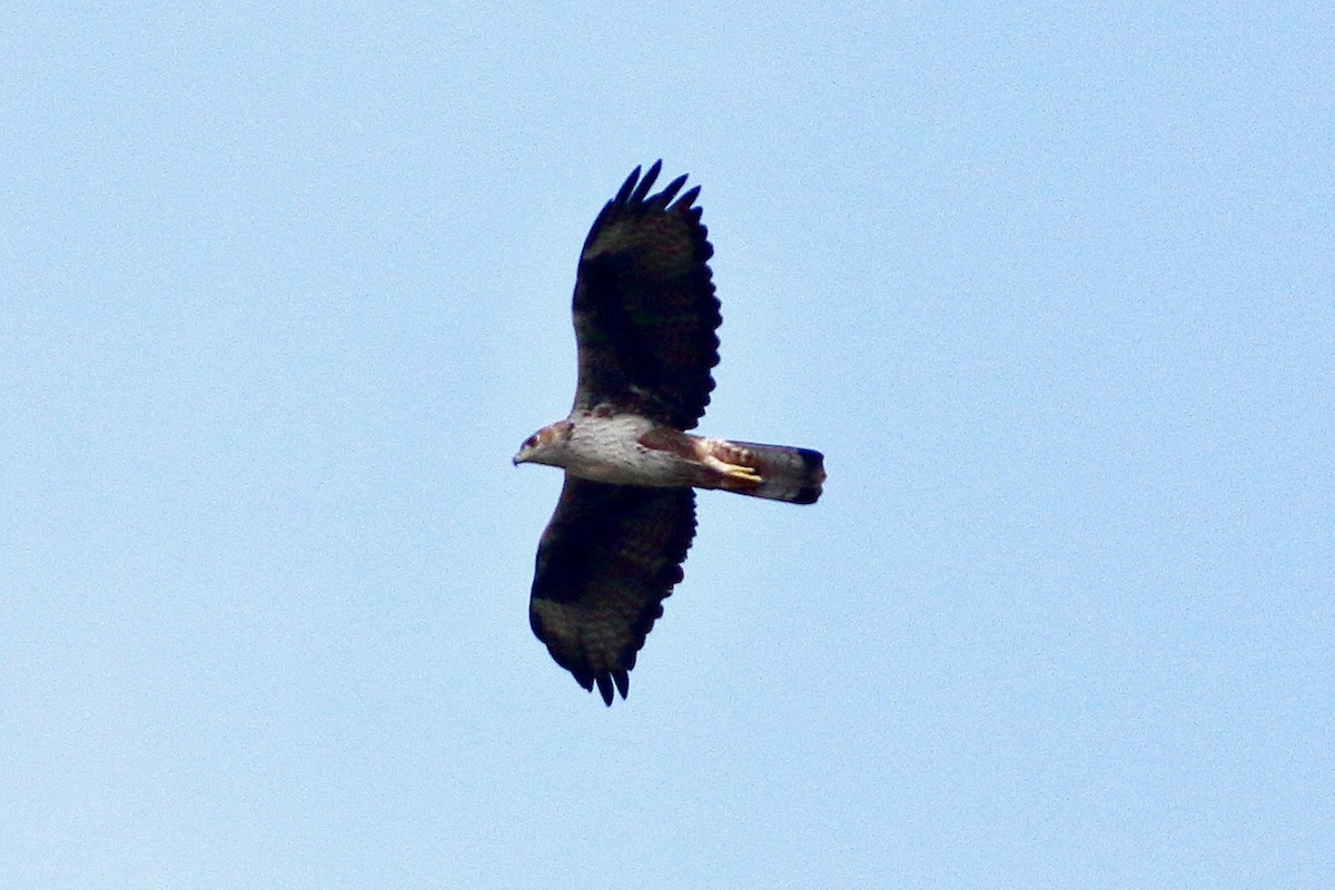 Bonelli's Eagle - ML642860622