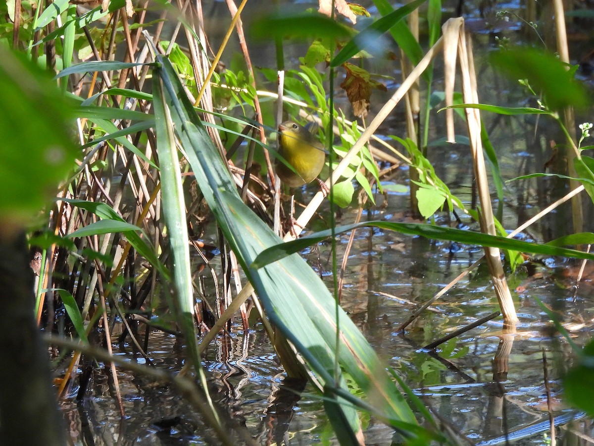 Common Yellowthroat - ML642860624