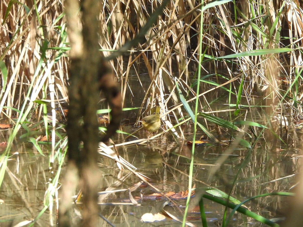 Common Yellowthroat - ML642860625