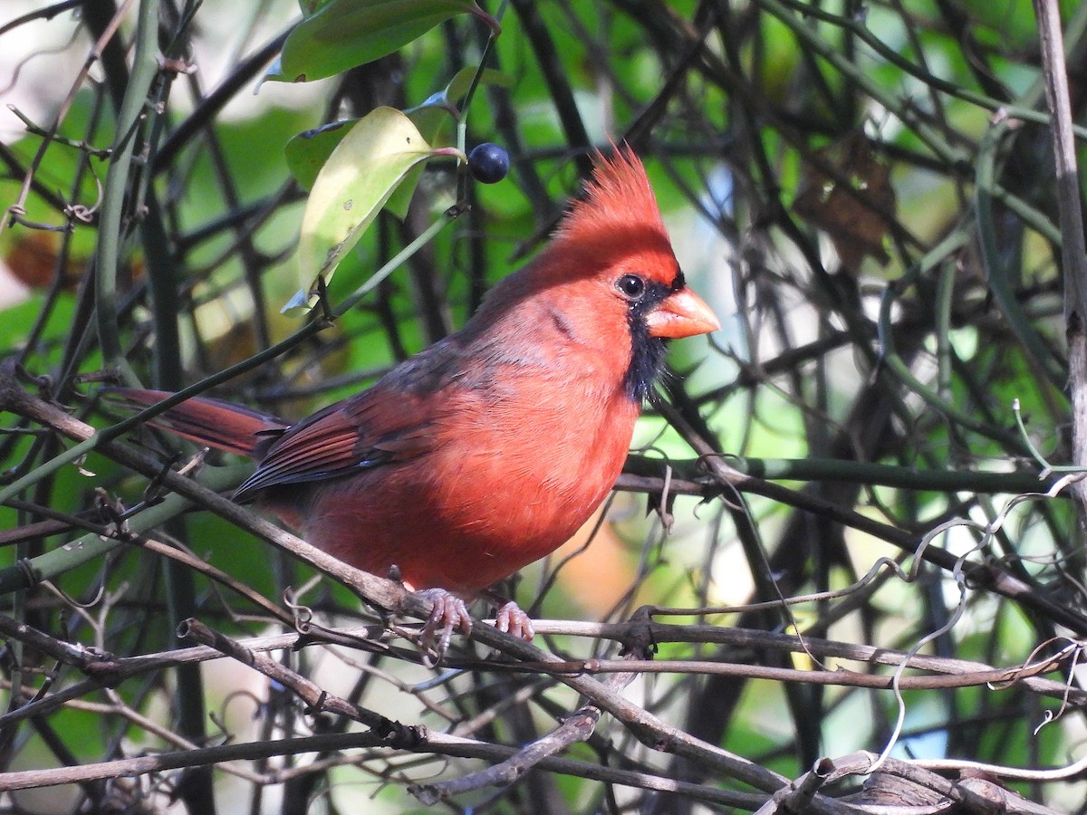 Northern Cardinal - ML642860626