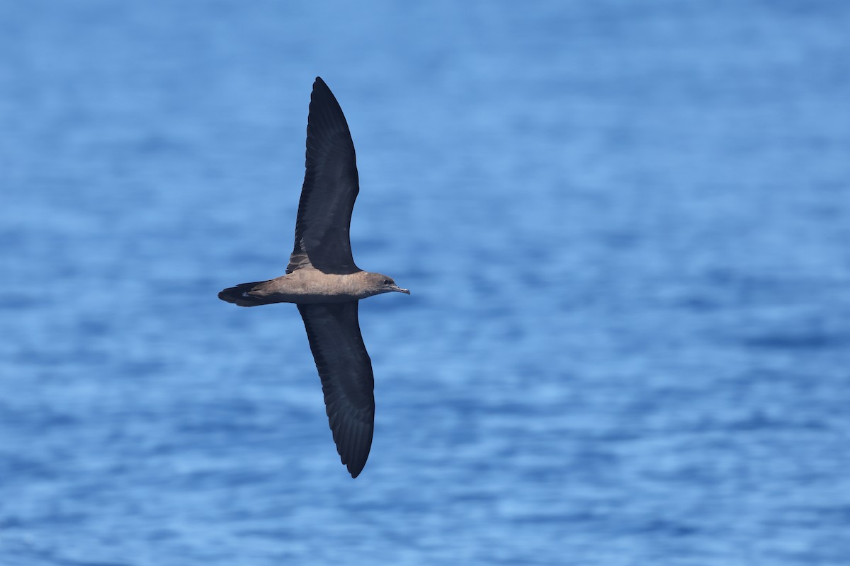 Wedge-tailed Shearwater - ML642860627