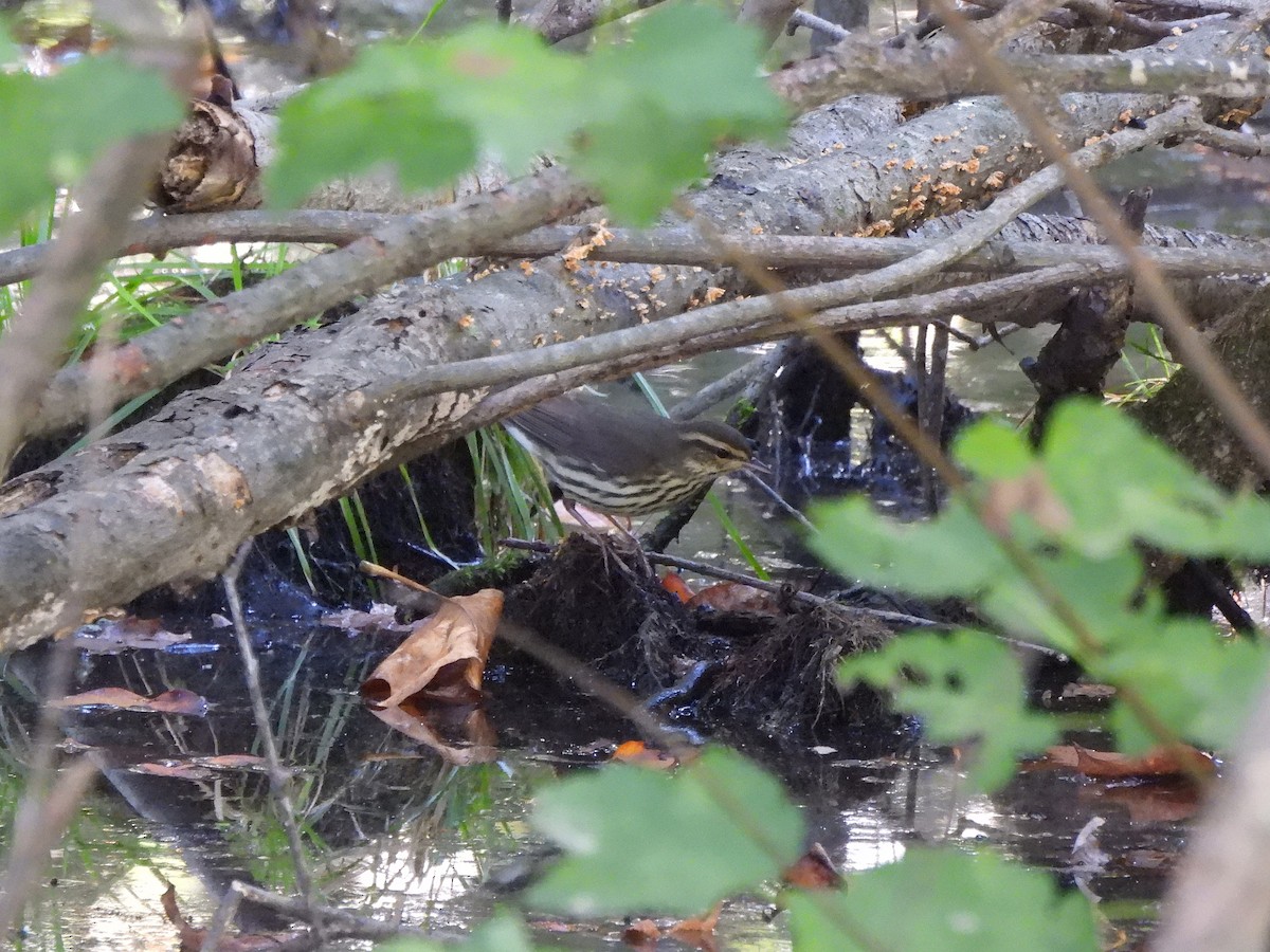 Northern Waterthrush - ML642860630