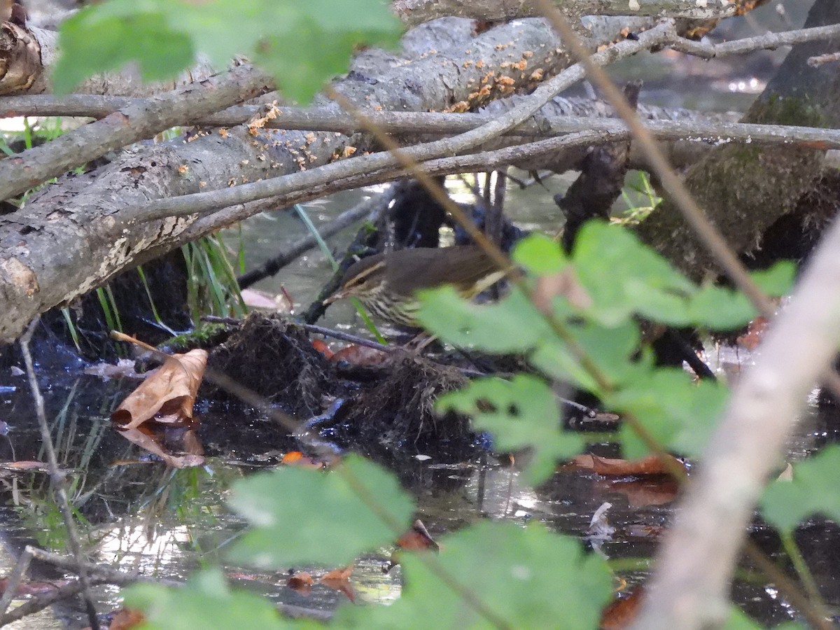 Northern Waterthrush - ML642860631