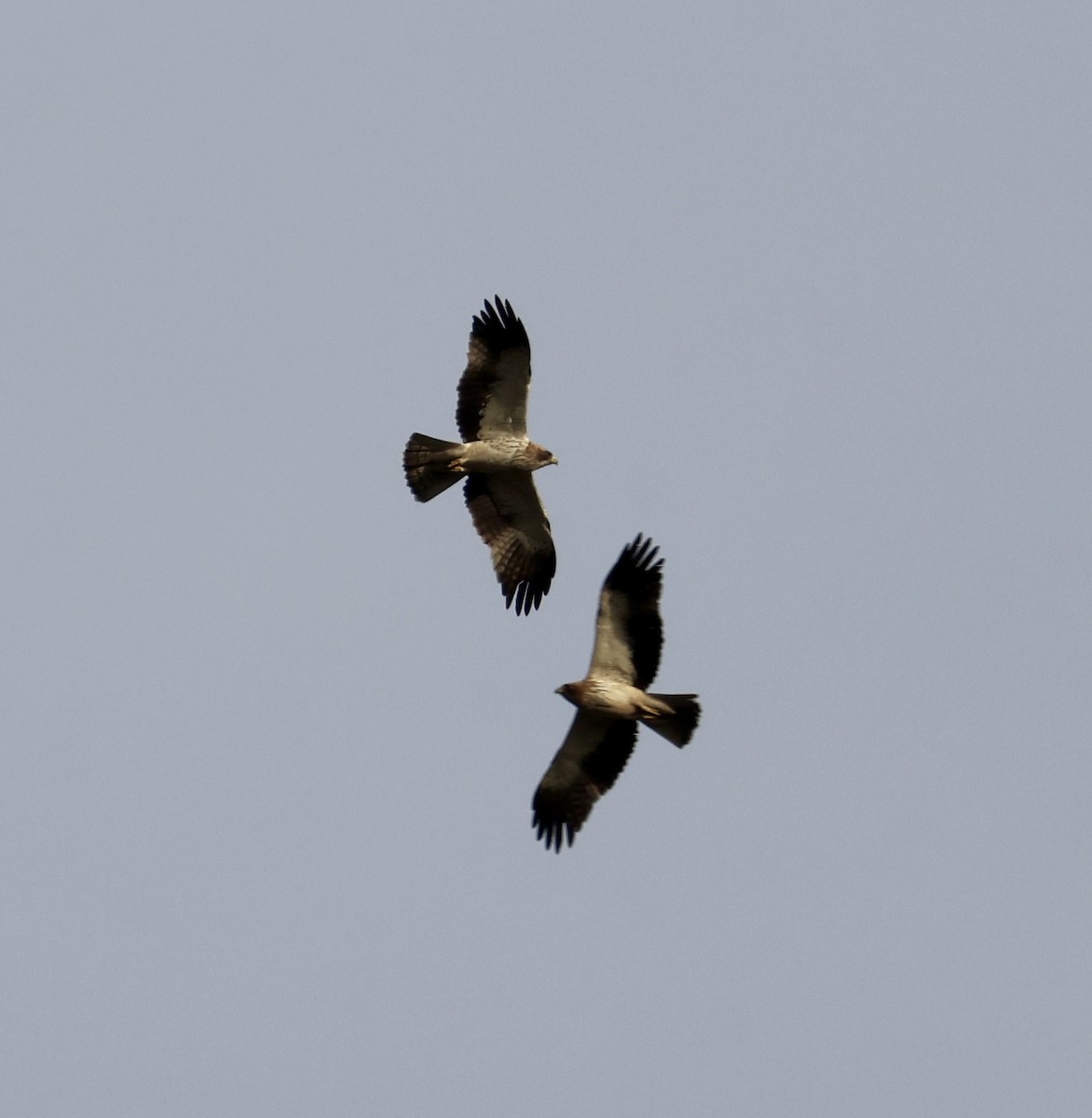 Aquila minore - ML642860634