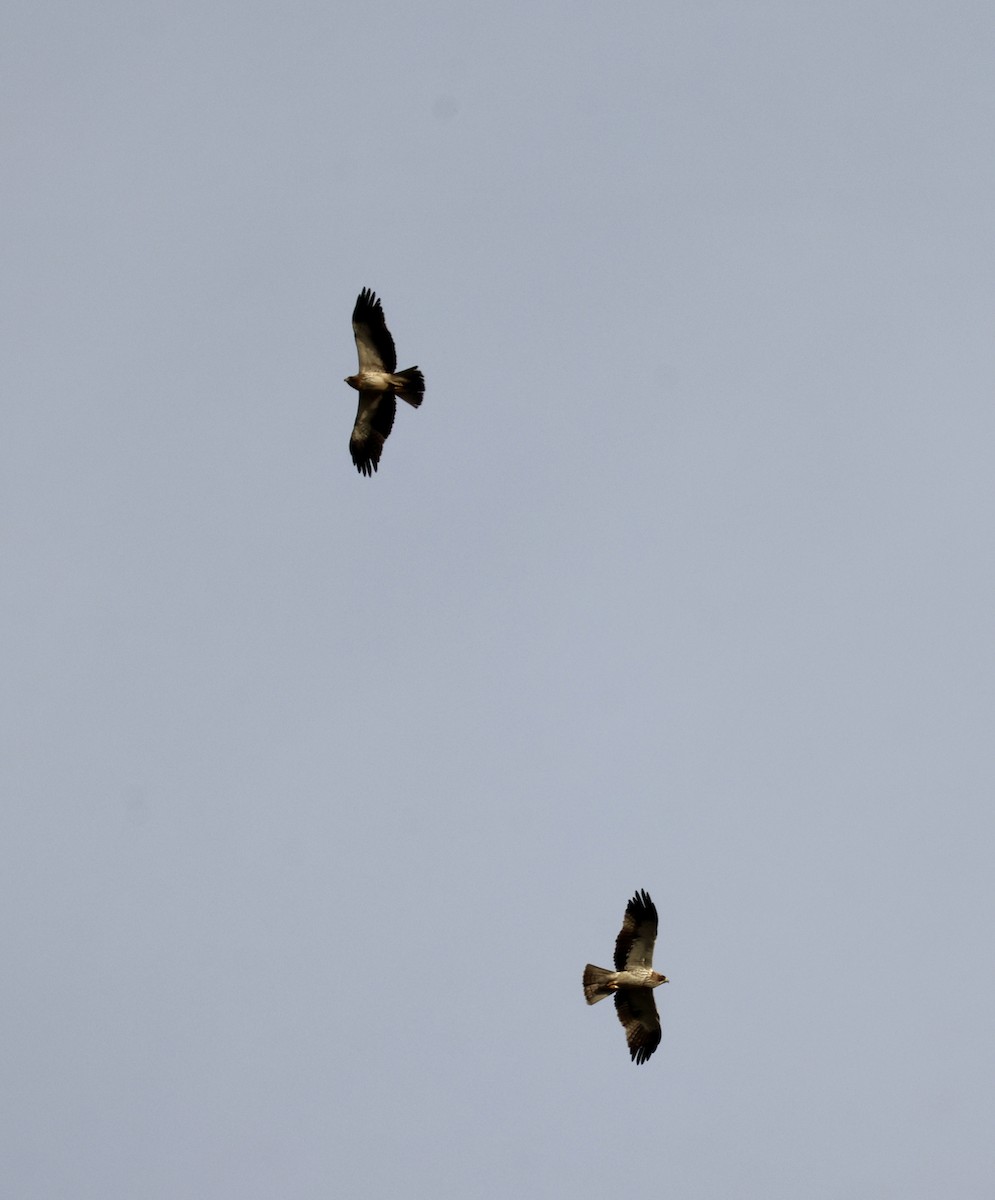 Aquila minore - ML642860636