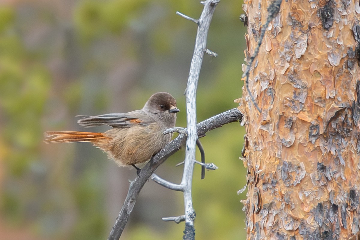 Siberian Jay - ML642860638