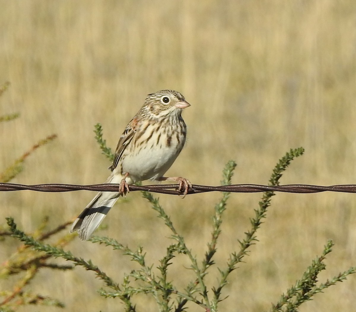 Vesper Sparrow - ML642860639