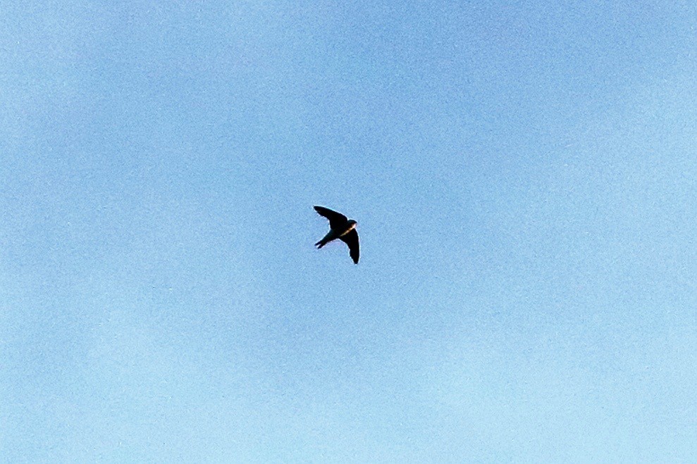 Western House-Martin - ML642860641