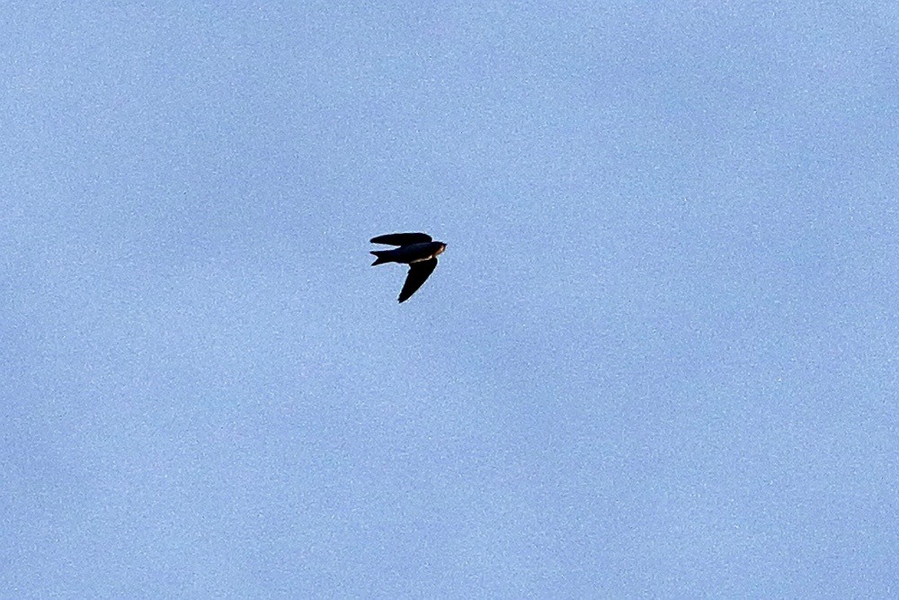 Western House-Martin - ML642860642