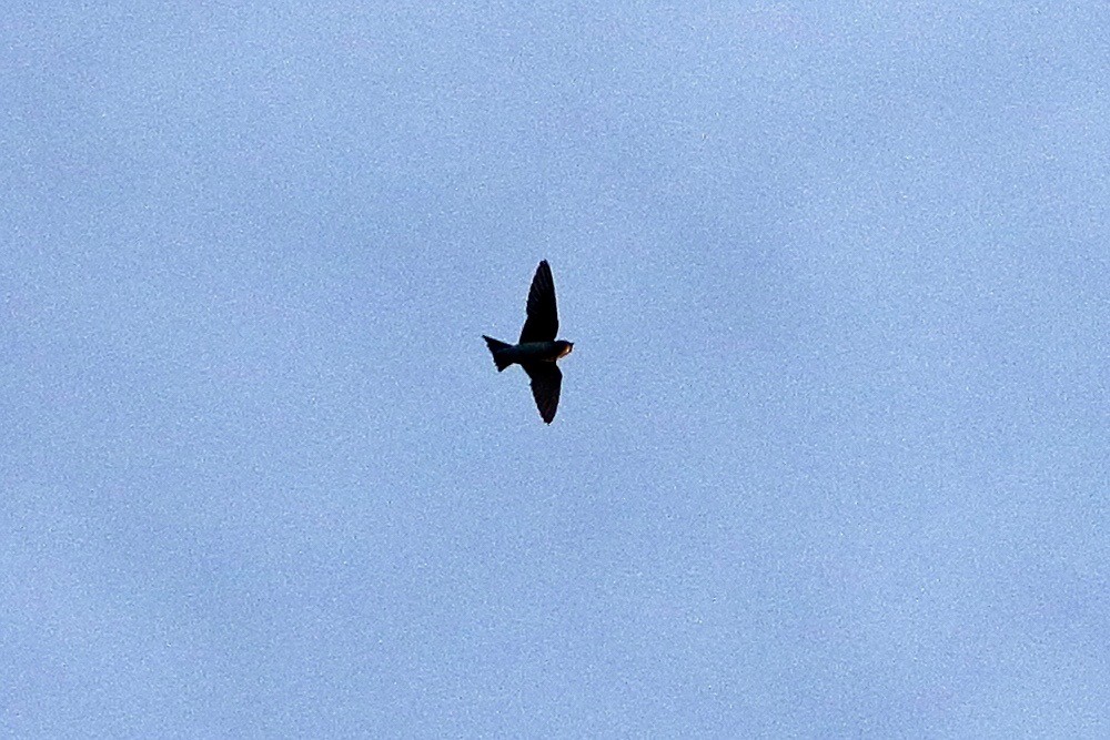 Western House-Martin - ML642860643