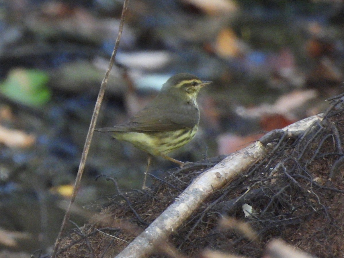 Northern Waterthrush - ML642860647